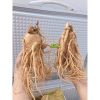Sâm Tươi Đặc Biệt Hàn Quốc 2 Củ 1 kg