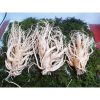 Nhân Sâm Tươi Hàn Quốc 3 Củ/kg 6 Năm Tuổi