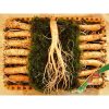 Sâm Tươi Hàn Quốc từ 14 đến 18 củ/kg